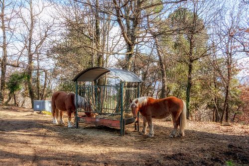 brown horses with blond manes van Annemieke Linders