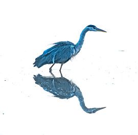 minimal reflection – the grey heron