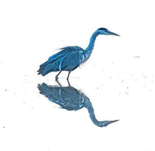minimal reflection – the grey heron