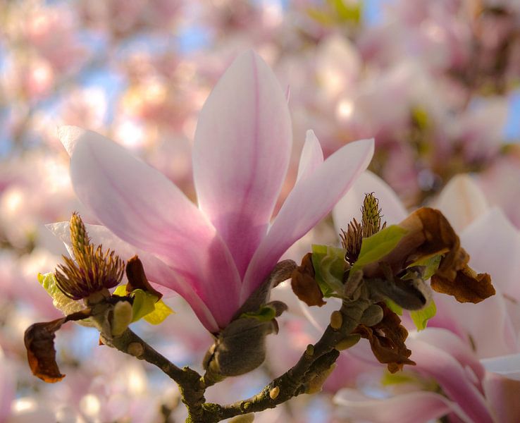magnolia par Anita van Gendt