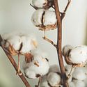 Natuur close-ups