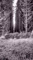Woods of Hautes des Fagnes 