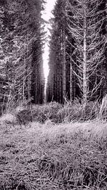Woods of Hautes des Fagnes 