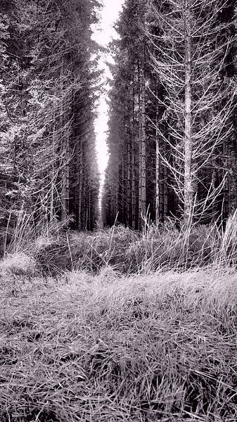 Woods of Hautes des Fagnes  van Twan van G.