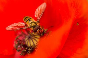 Hoverfly on poppy by Mooie Foto