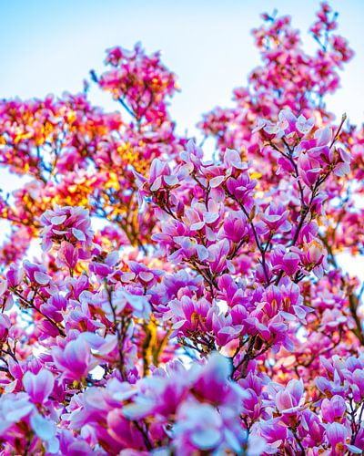 When the sun kisses the magnolias.