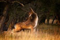 Show Off - Hert Bronst