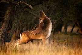 Show Off - Hirsch Bronze von AudFocus - Audrey van der Hoorn