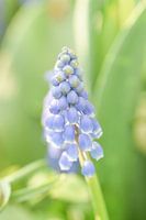 Blauw druifje
