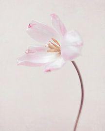 Tulp van Mariska Vereijken