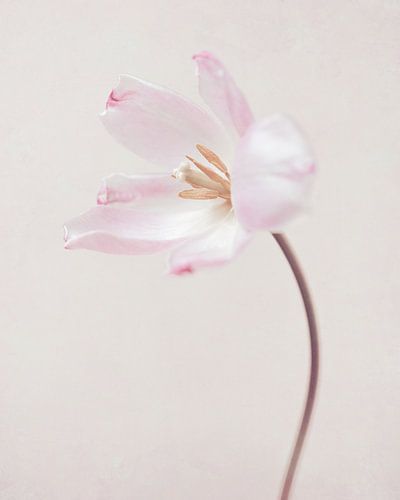 Tulipe