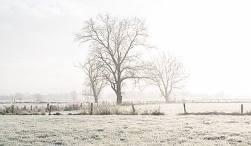 Winterse sfeer aan de scheldemeersen van Nicola Mathu