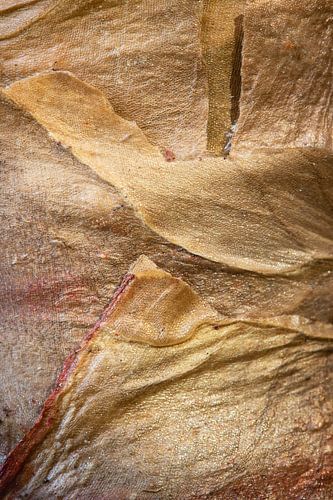 Amaryllis bulb from nearby