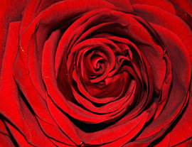 Dunkelrote Rose – Spirale der Blütenblätter in Nahaufnahme von Laura Georgi Tier- und Ladschaftsfotografie