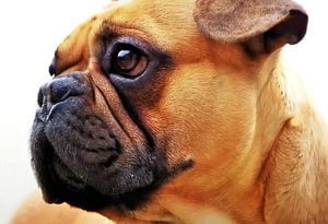 Bouledogue français