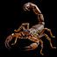 Scorpio horoscope