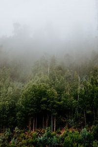 Forêt brumeuse