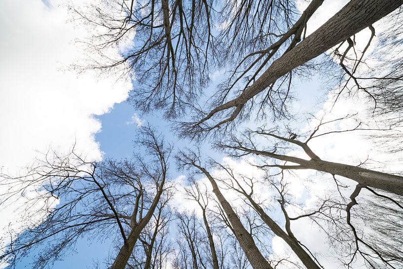 boomtoppen met wolken von Marcel Derweduwen