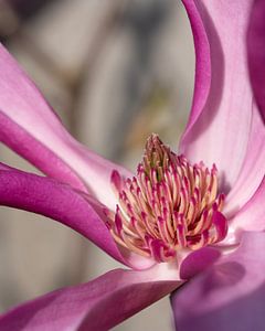 Magnolie (Magnolia liliiflora)