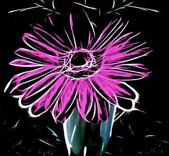 Gerbera_violett