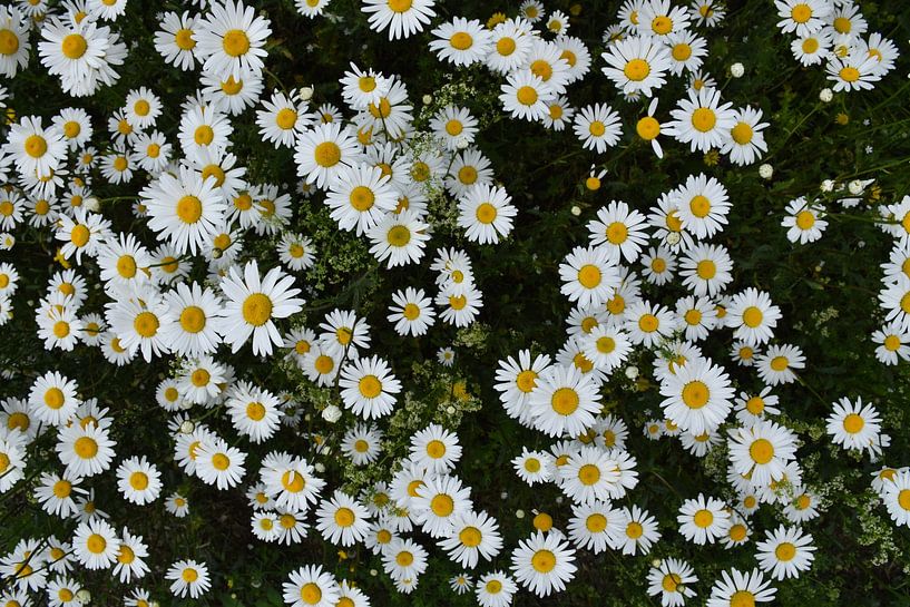 A field of flowering daisies by Claude Laprise