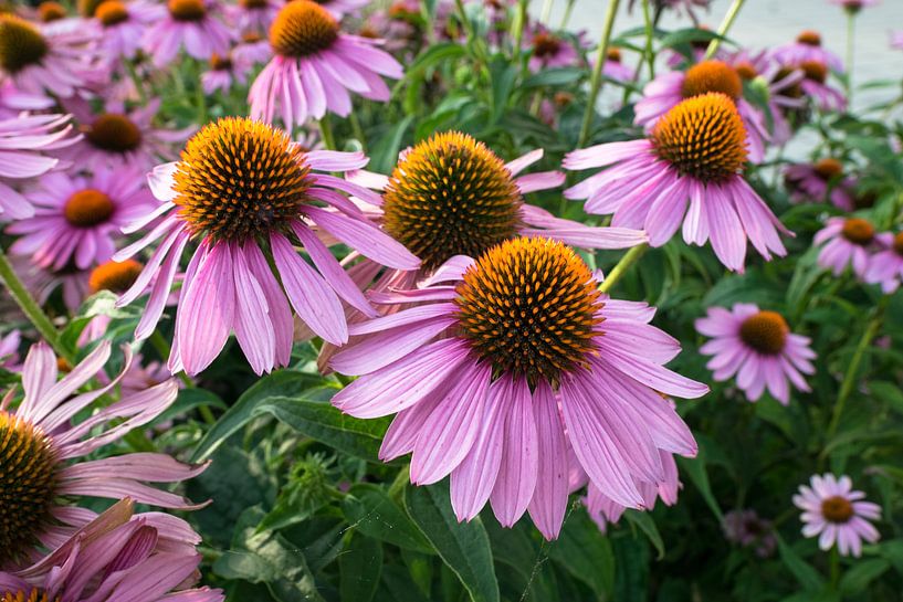 Blumen des Purpur Sonnenhut von Menno van der Haven