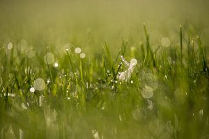 Dauw op het gras van Annemarie Goudswaard