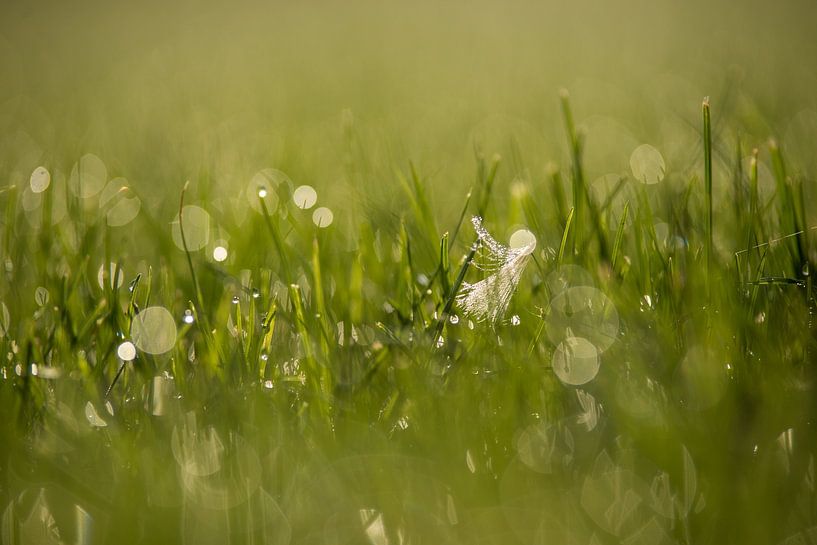 Rosée sur l'herbe par Annemarie Goudswaard