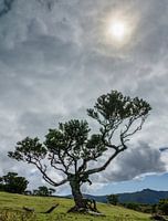 Sun Tree