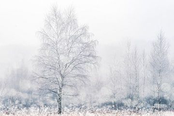 Frosted birch by Gonda Versteeg