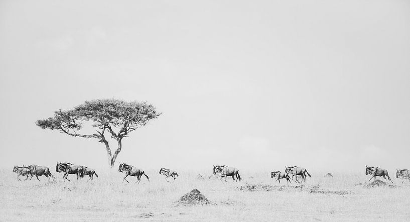 A never ending story - de wildebeest migratie van Sharing Wildlife