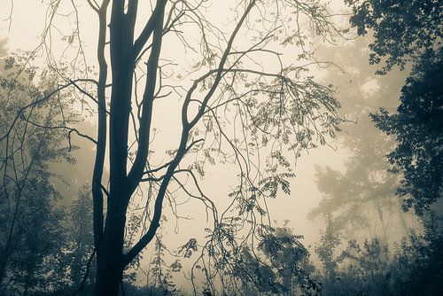 Erwachende Bäume im Morgenlicht. Monochrom.