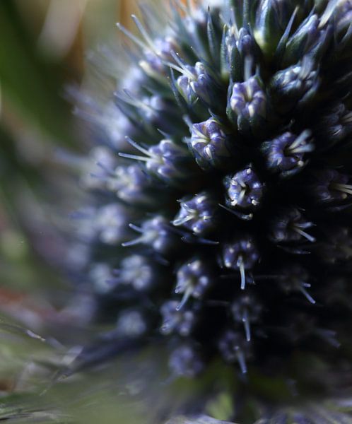 Flower by Ad Hage
