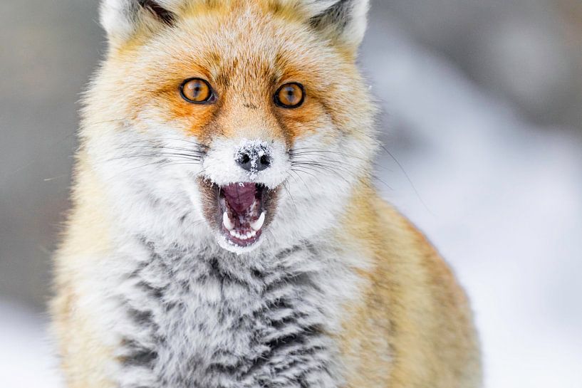 Calling fox by Sam Mannaerts