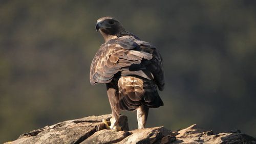The golden eagle looks around and is always alert in the mountains of Spain.