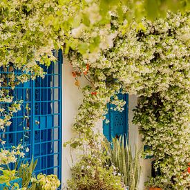 Floral paradise in Sidi Bou Saïd, Tunisia by Laura V