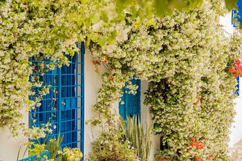 Blumenparadies in Sidi Bou Saïd, Tunesien