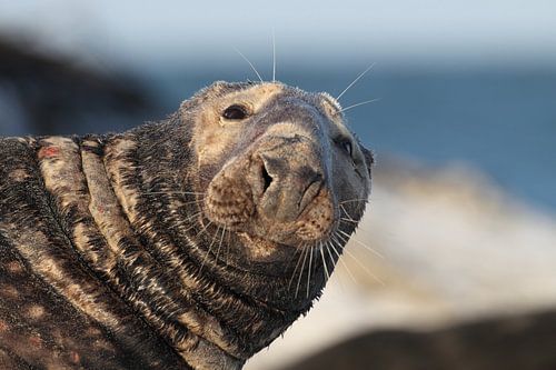 Kegelrobben Bulle Insel Helgoland Deutschland