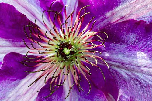 Fleurs dans le jardin