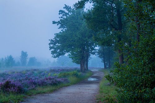 Foggy sunrise over the purple moors