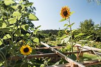 Zonnebloem in het veld