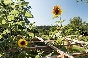 Sonnenblume auf dem Feld