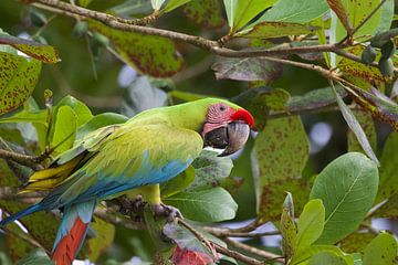 Grand ara vert sur Cynthia Vaders