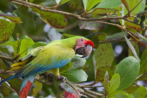 Great Green Macaw by Cynthia Vaders