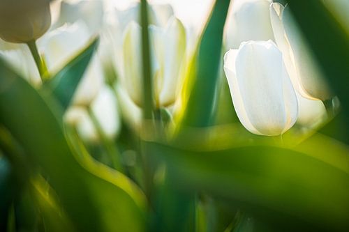 White bulb field in bloom