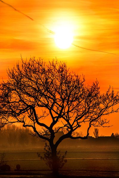 Zonsondergang in de Hallumerhoek van Friesland met boom van Harrie Muis