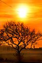 Zonsondergang in de Hallumerhoek van Friesland met boom van Harrie Muis thumbnail