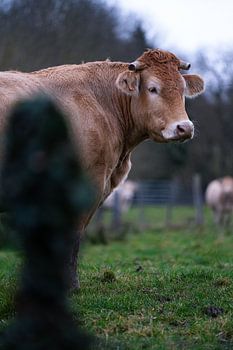 Depth in the Green Meadow