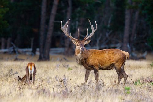Cerf élaphe de la Veluwe 3