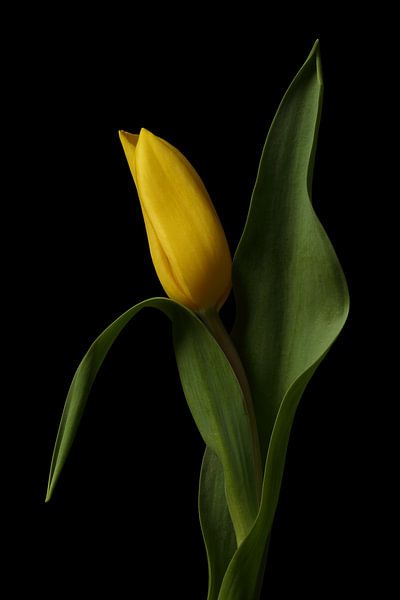 Gele Tulp tegen een zwarte achtergrond van Ronald Pol